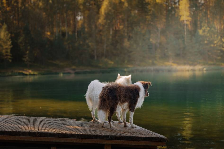 Open notebook with copper supplement facts beside a happy dog