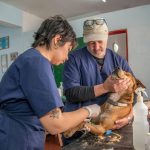 Functions of the Micro Element Copper: 7 Essential Ways to Avoid Costly Pet Health Mistakes
