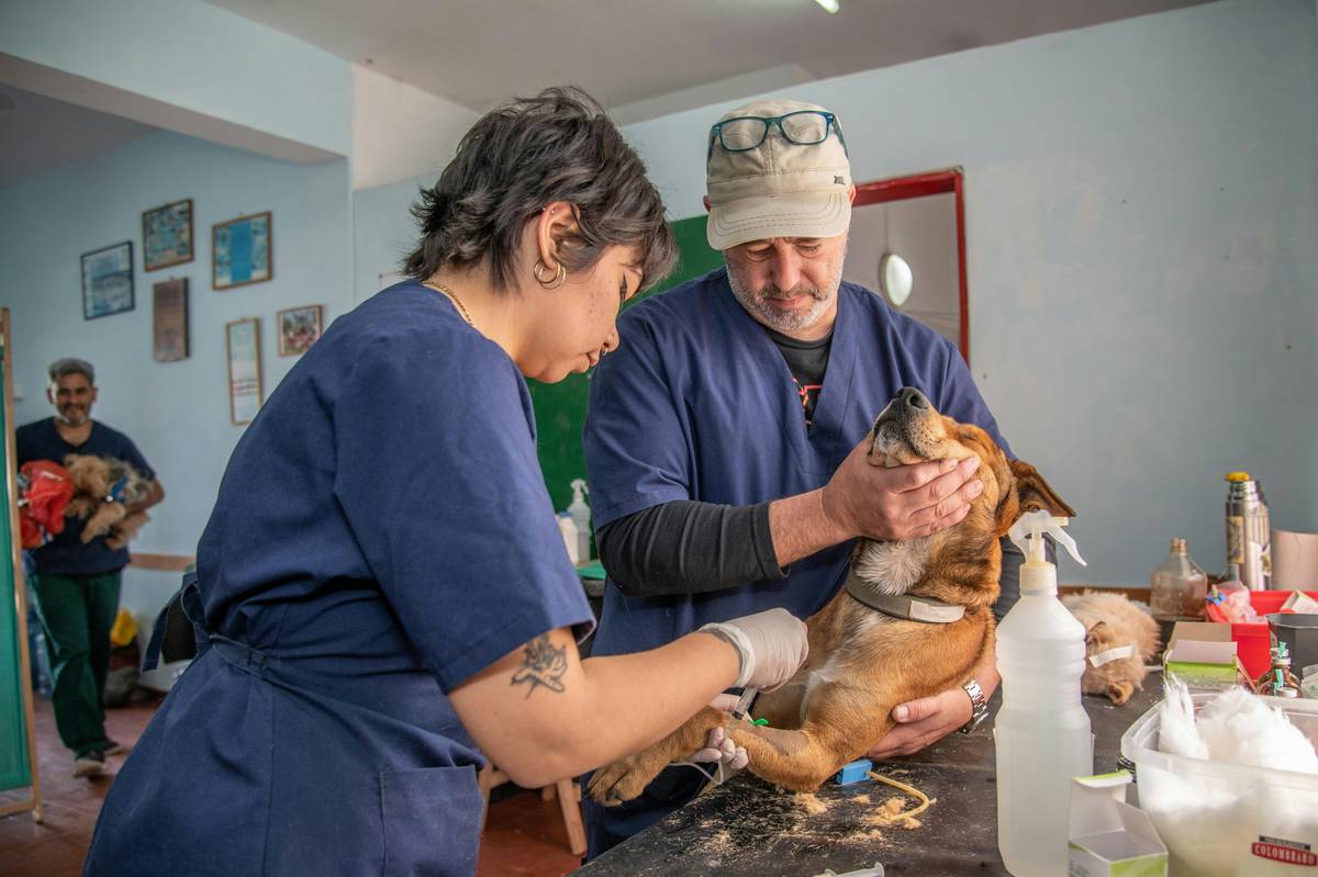 Functions of the Micro Element Copper: 7 Essential Ways to Avoid Costly Pet Health Mistakes