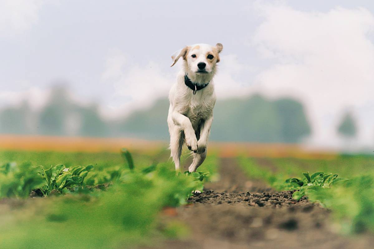 functions of copper in the body illustrated with dog enzymes and healthy coat
